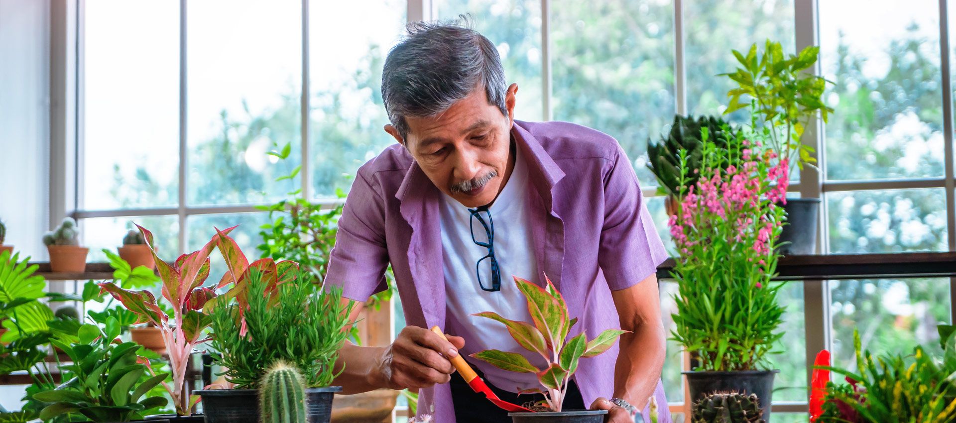 An elderly Asian man pruning a plant in a greenhouse surrounded by plants
